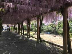 Plancia ëd Wisteria floribunda (Willd.) DC.