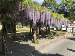 Image of Japanese wisteria