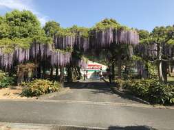 Plancia ëd Wisteria floribunda (Willd.) DC.