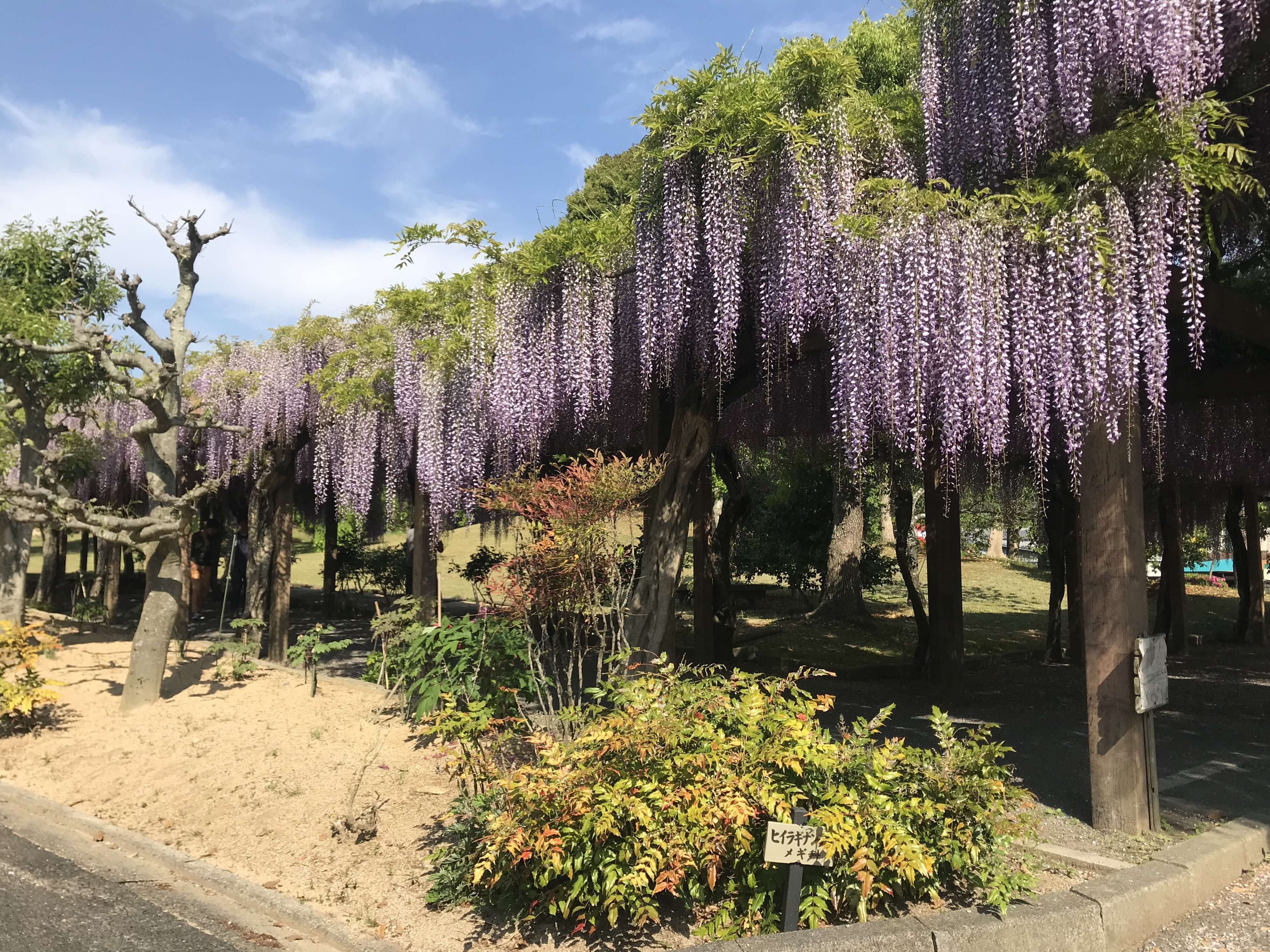 Plancia ëd Wisteria floribunda (Willd.) DC.