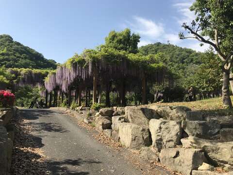 Image of Japanese wisteria