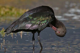 Image de Ibis de Ridgway