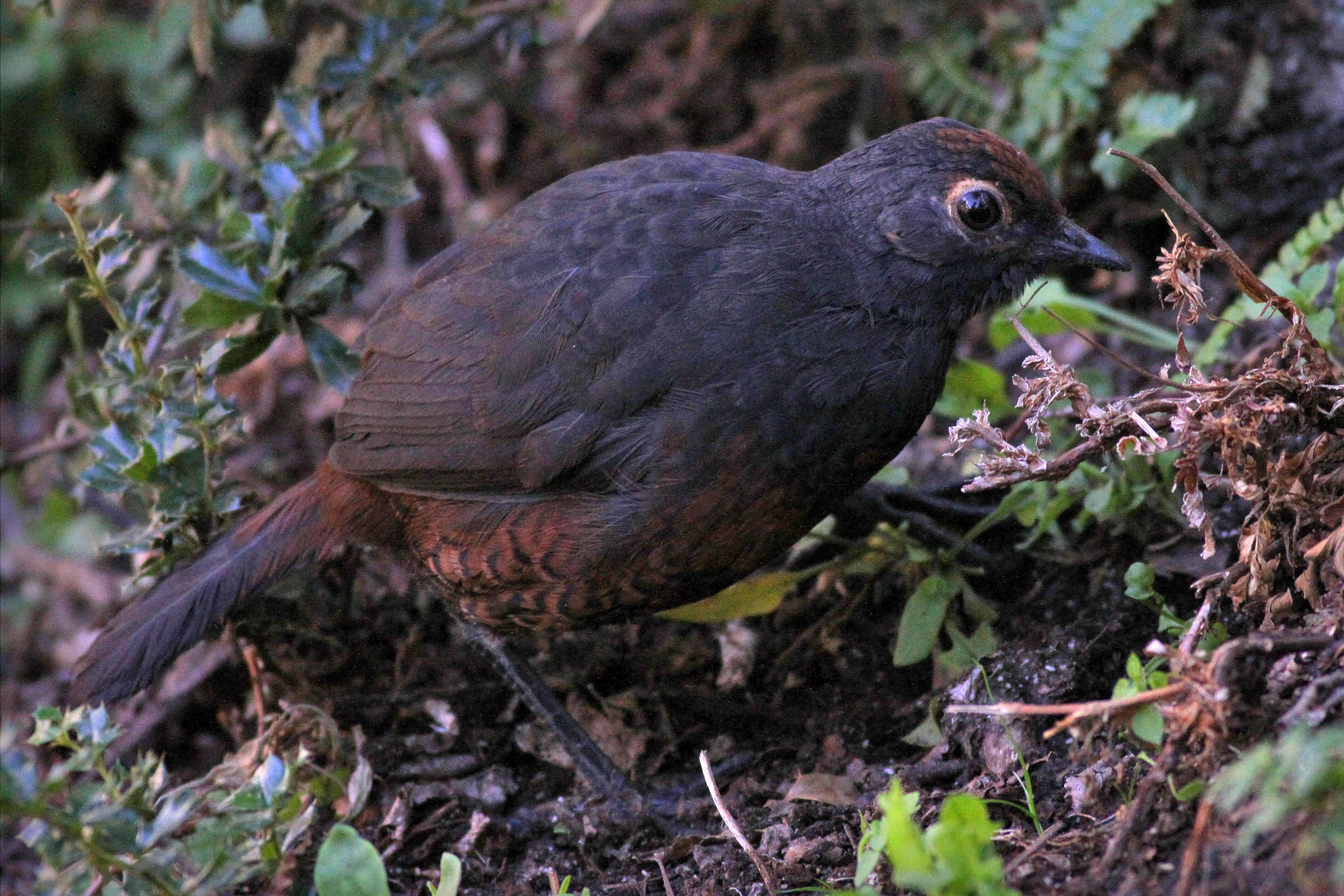 Image de Tourco huet-huet