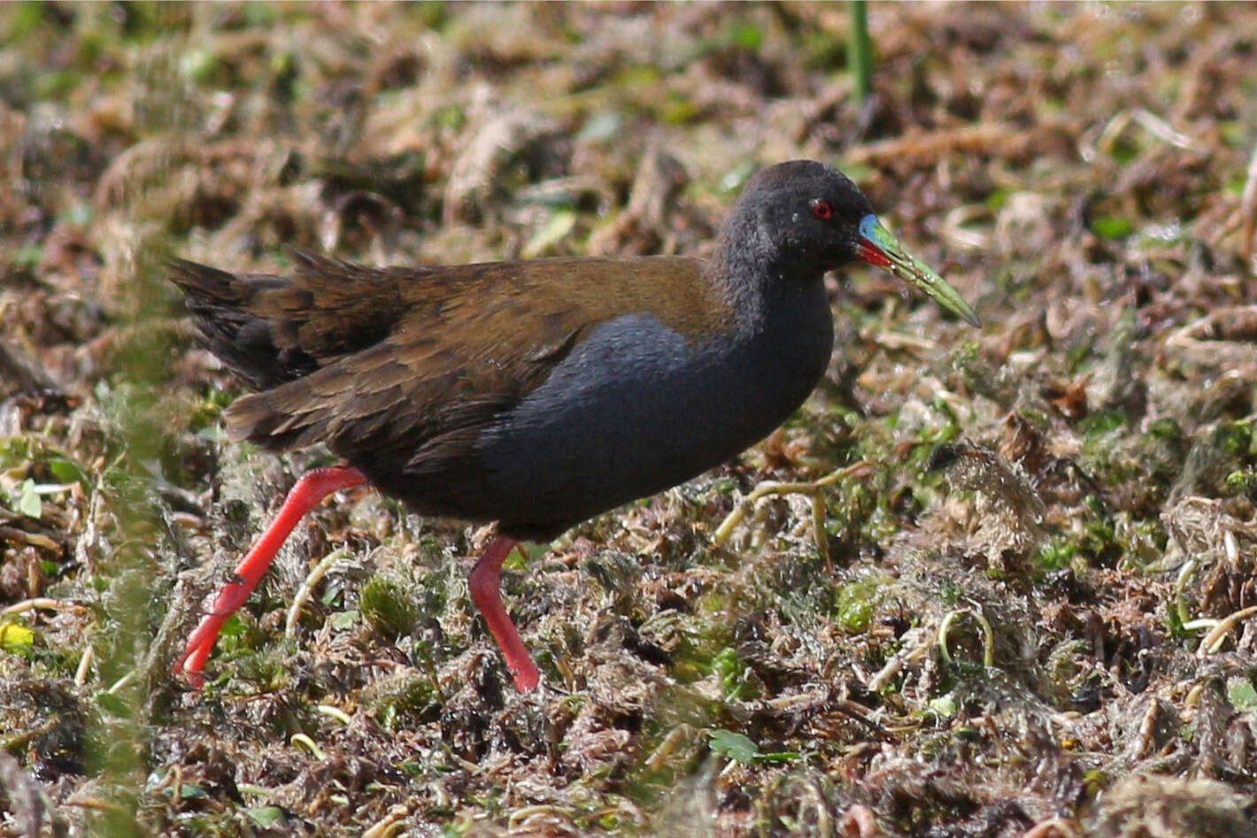 Image of Plumbeous Rail