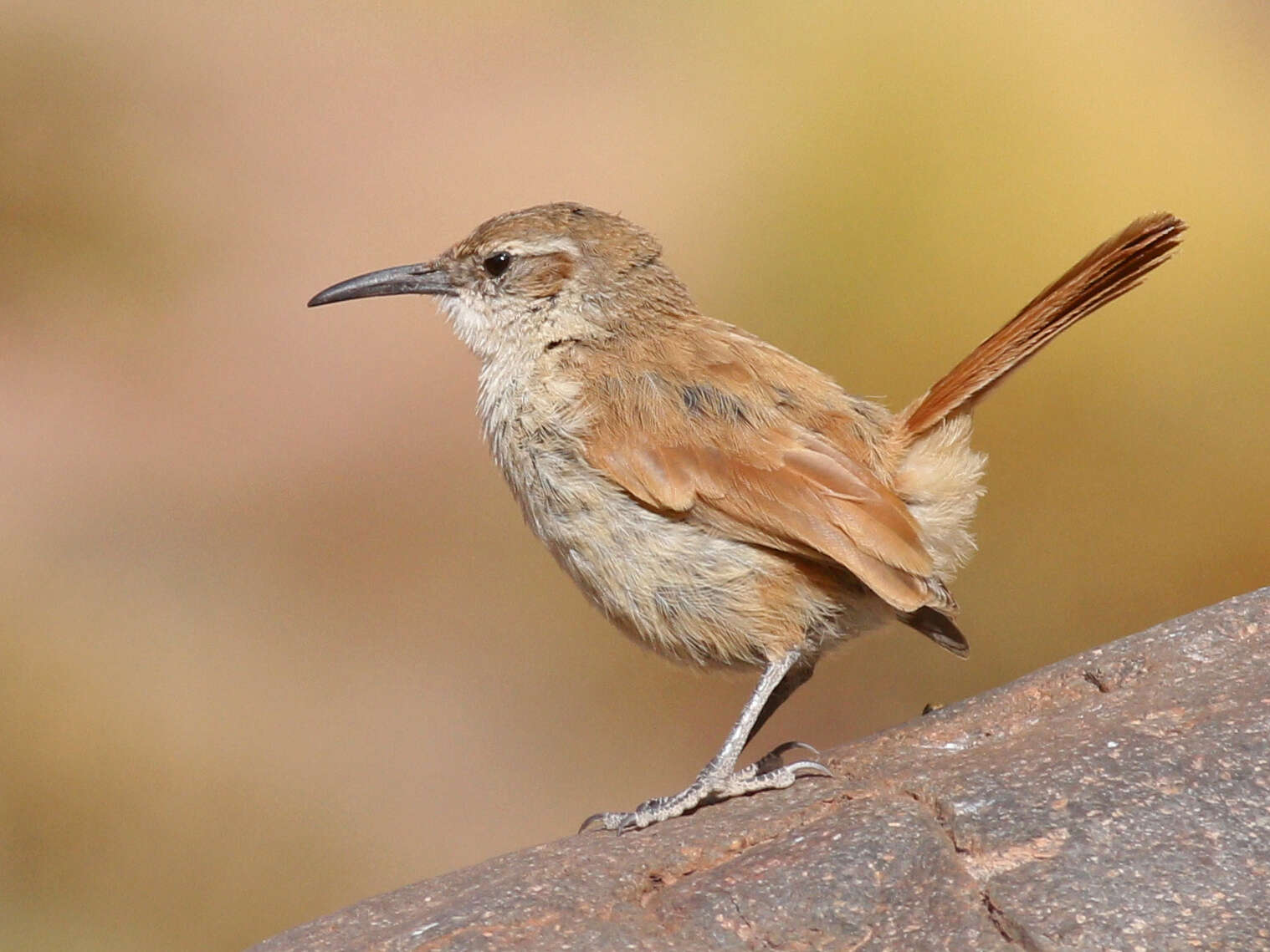 Imagem de Ochetorhynchus andaecola (d'Orbigny & Lafresnaye 1838)