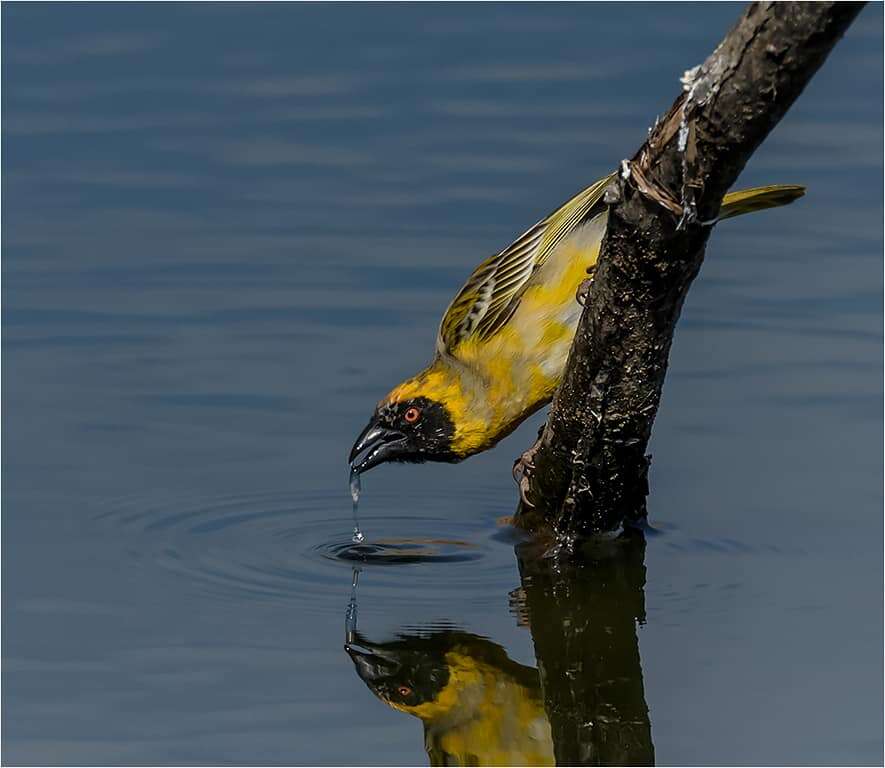 Image of African Masked Weaver