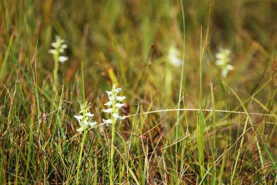 Image of hooded lady's tresses