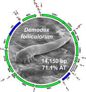 Imagem de Demodex folliculorum Simon 1842