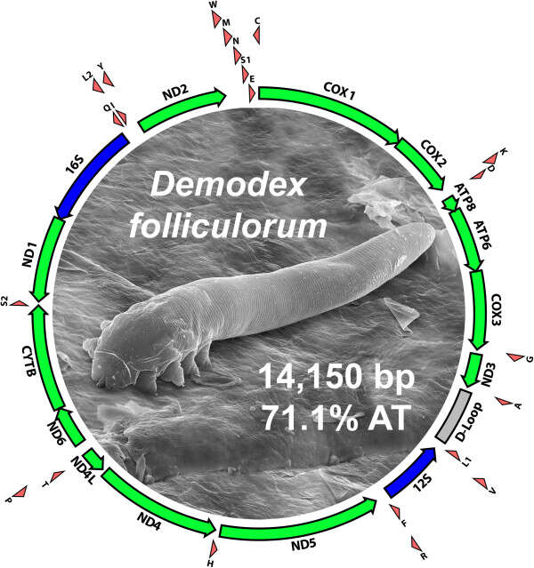 Imagem de Demodex folliculorum Simon 1842