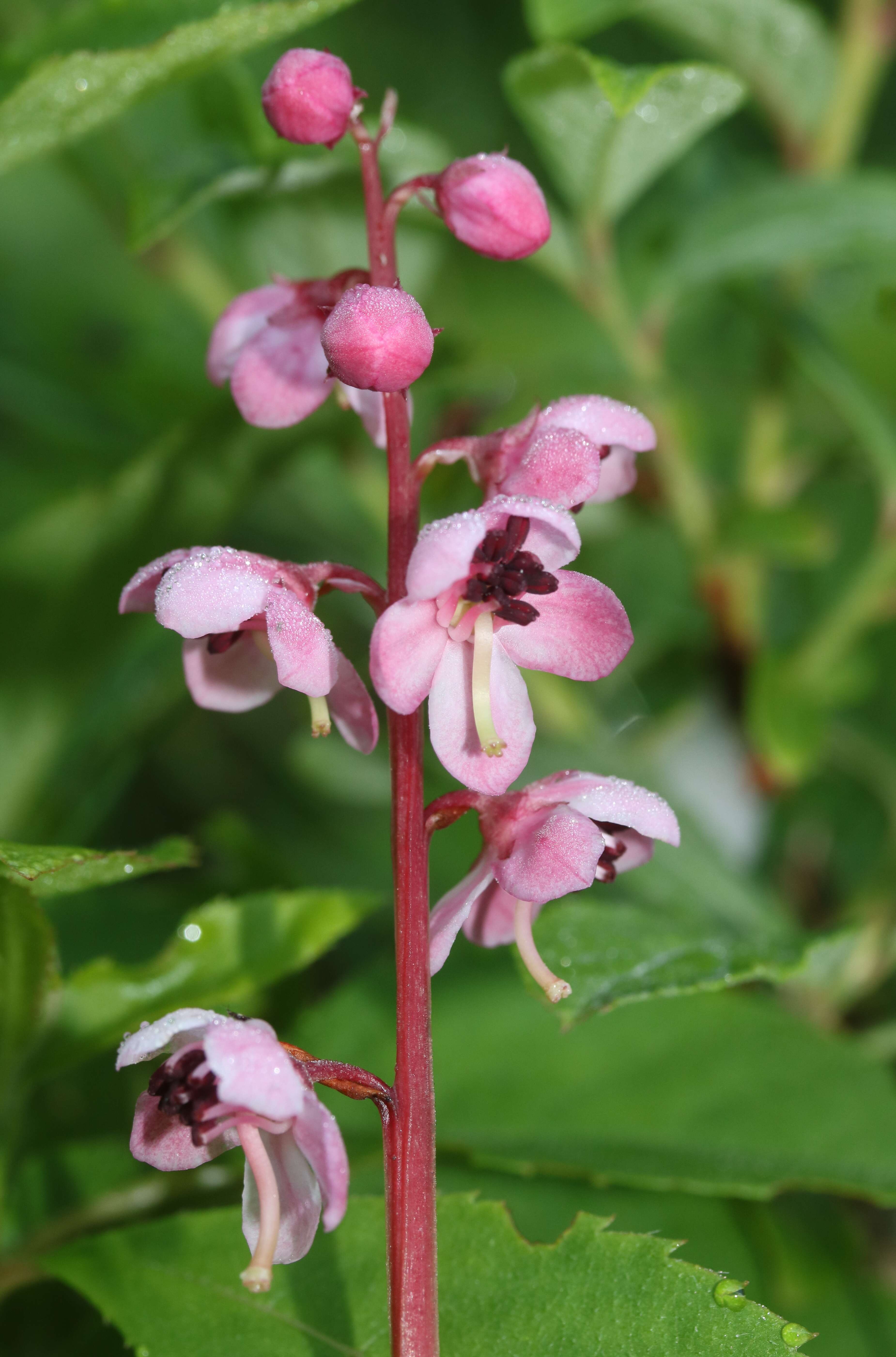 Image de Pyrola asarifolia Michx.