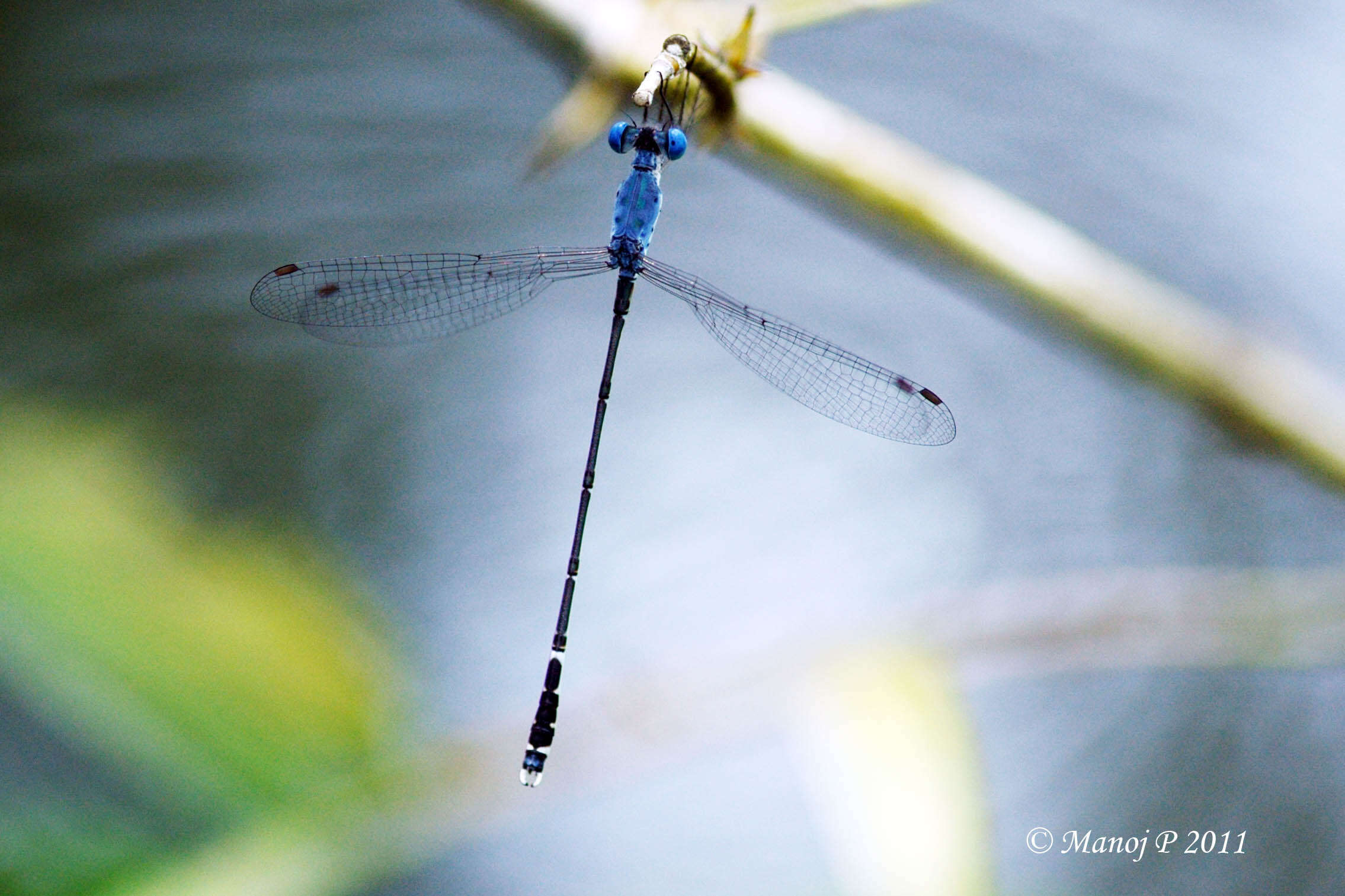 Image de Lestes praemorsus Hagen ex Selys 1862