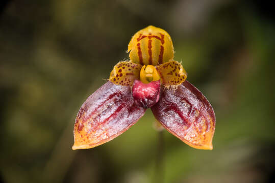 Image of Bulbophyllum catenulatum Kraenzl.