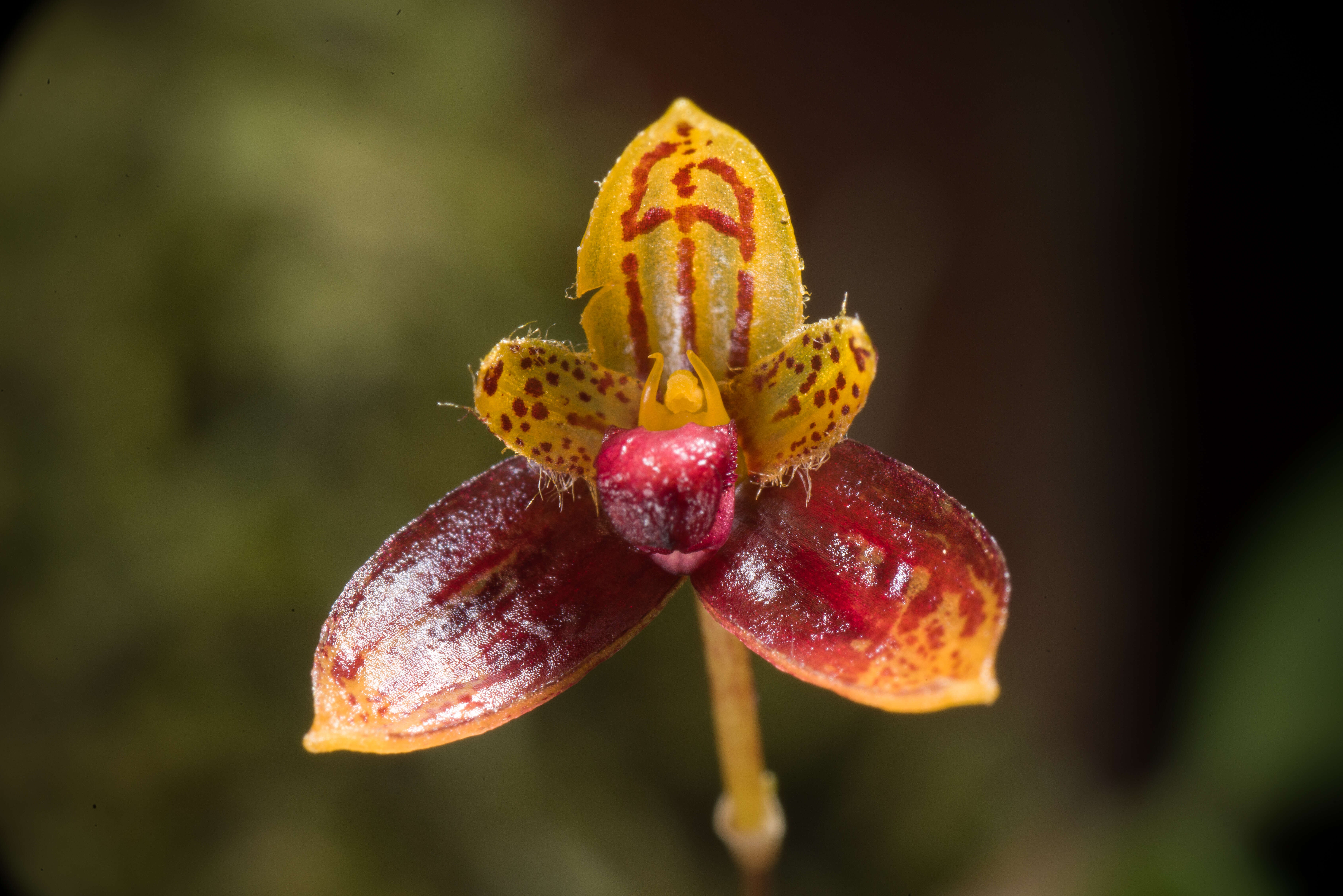 Image of Bulbophyllum catenulatum Kraenzl.