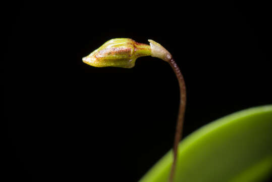 Image of Bulbophyllum catenulatum Kraenzl.