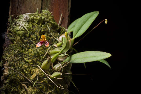 Image of Bulbophyllum catenulatum Kraenzl.