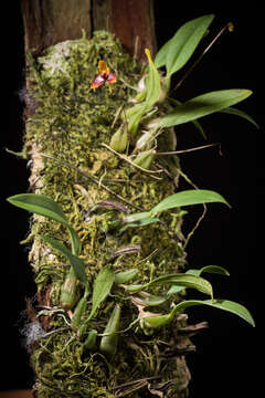 Image of Bulbophyllum catenulatum Kraenzl.