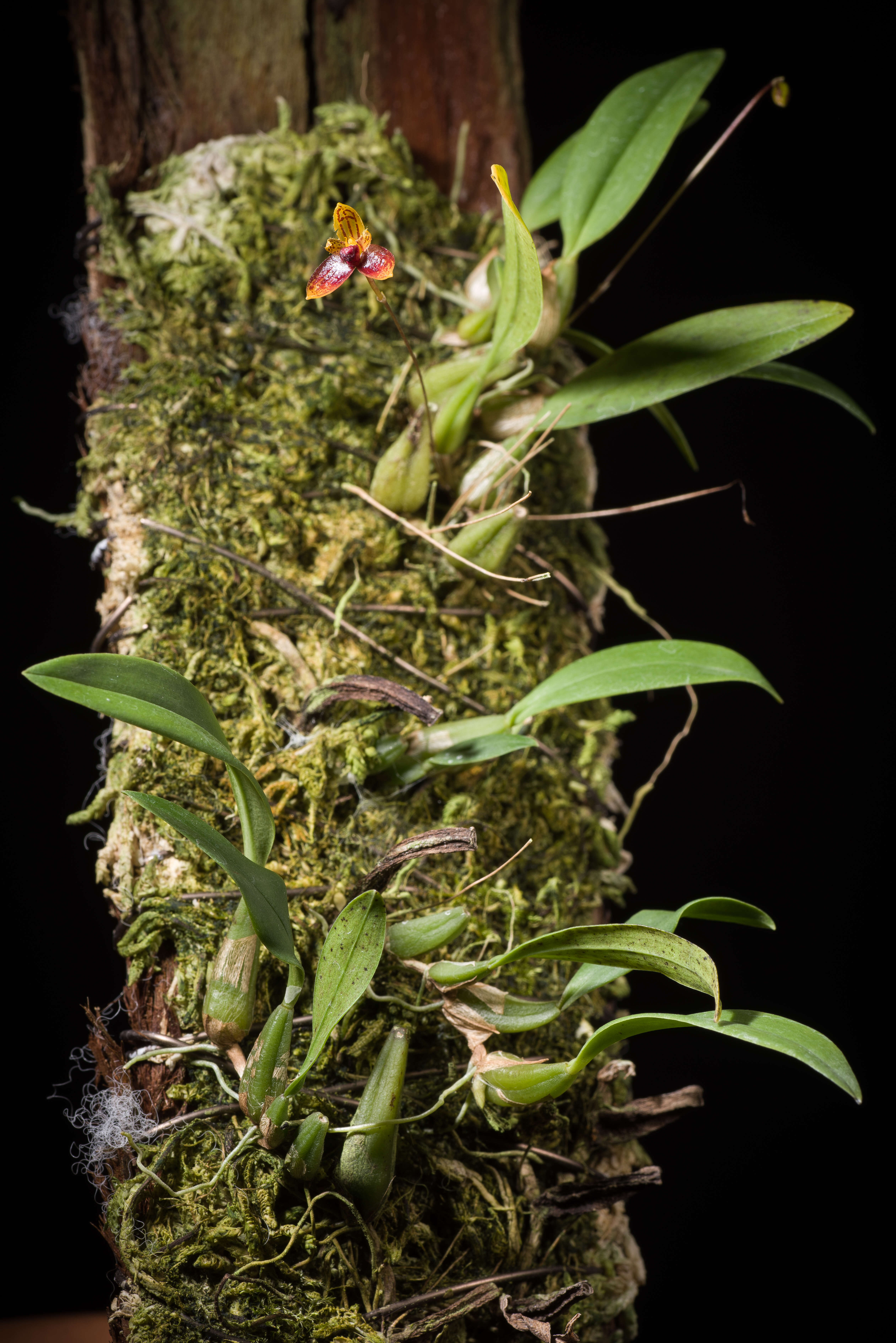 Image of Bulbophyllum catenulatum Kraenzl.