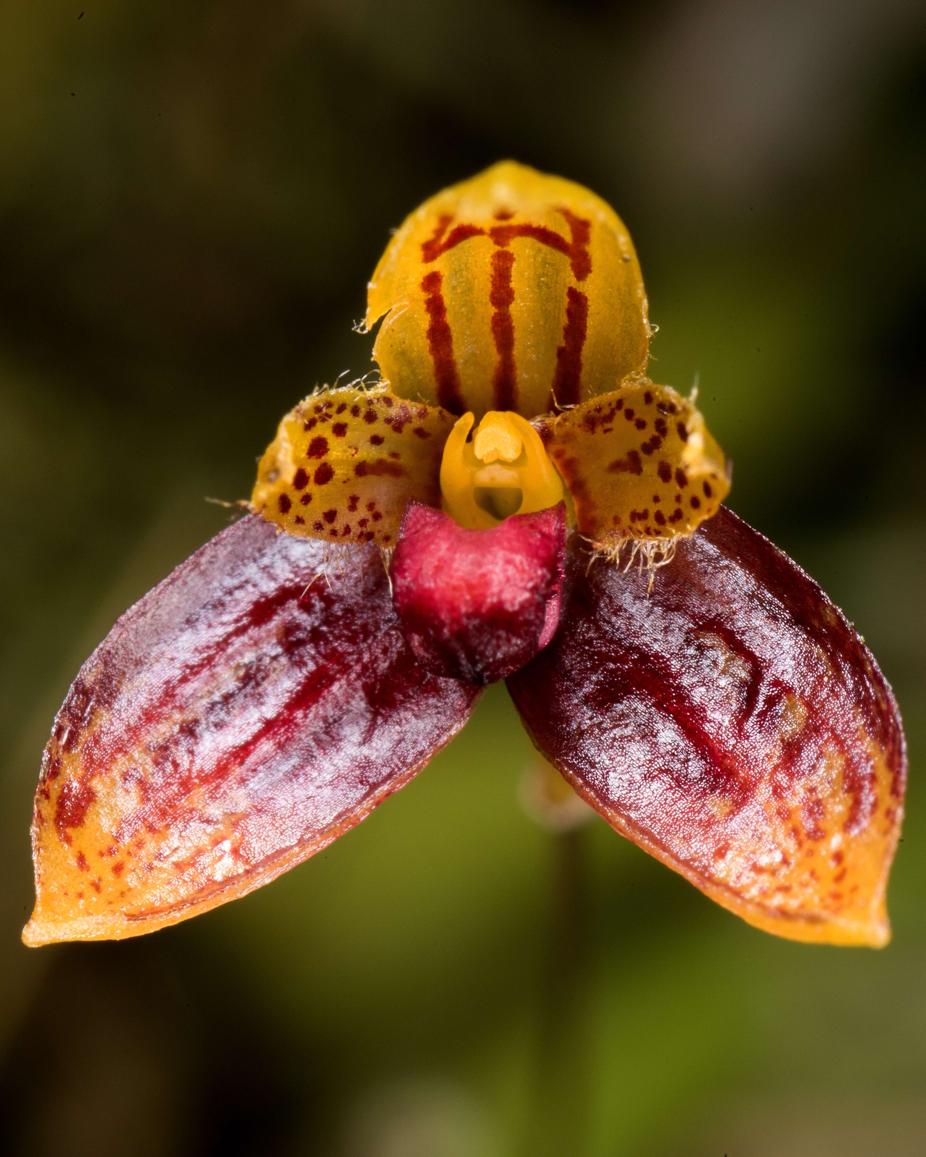 Image of Bulbophyllum catenulatum Kraenzl.