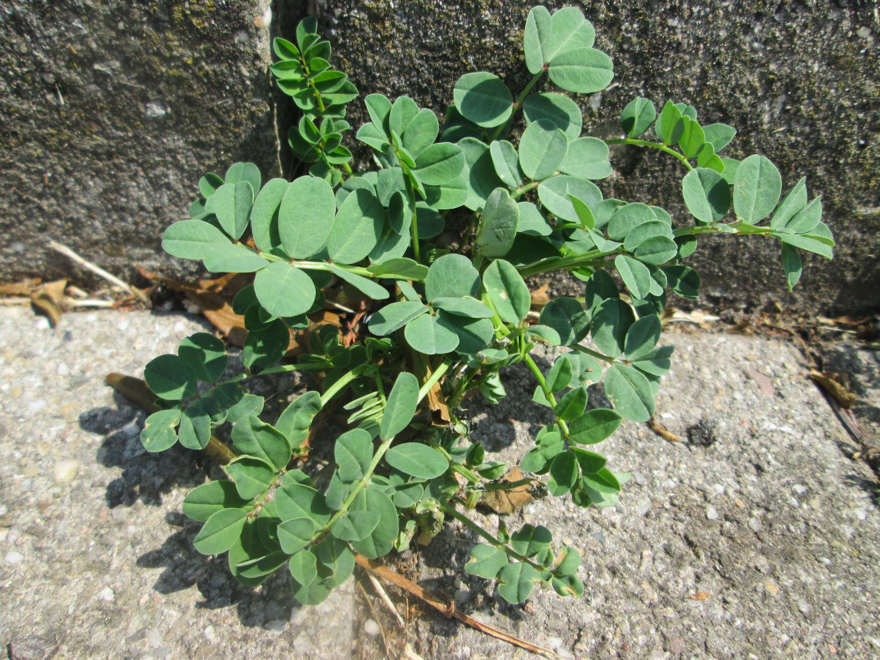 Image of licorice milkvetch