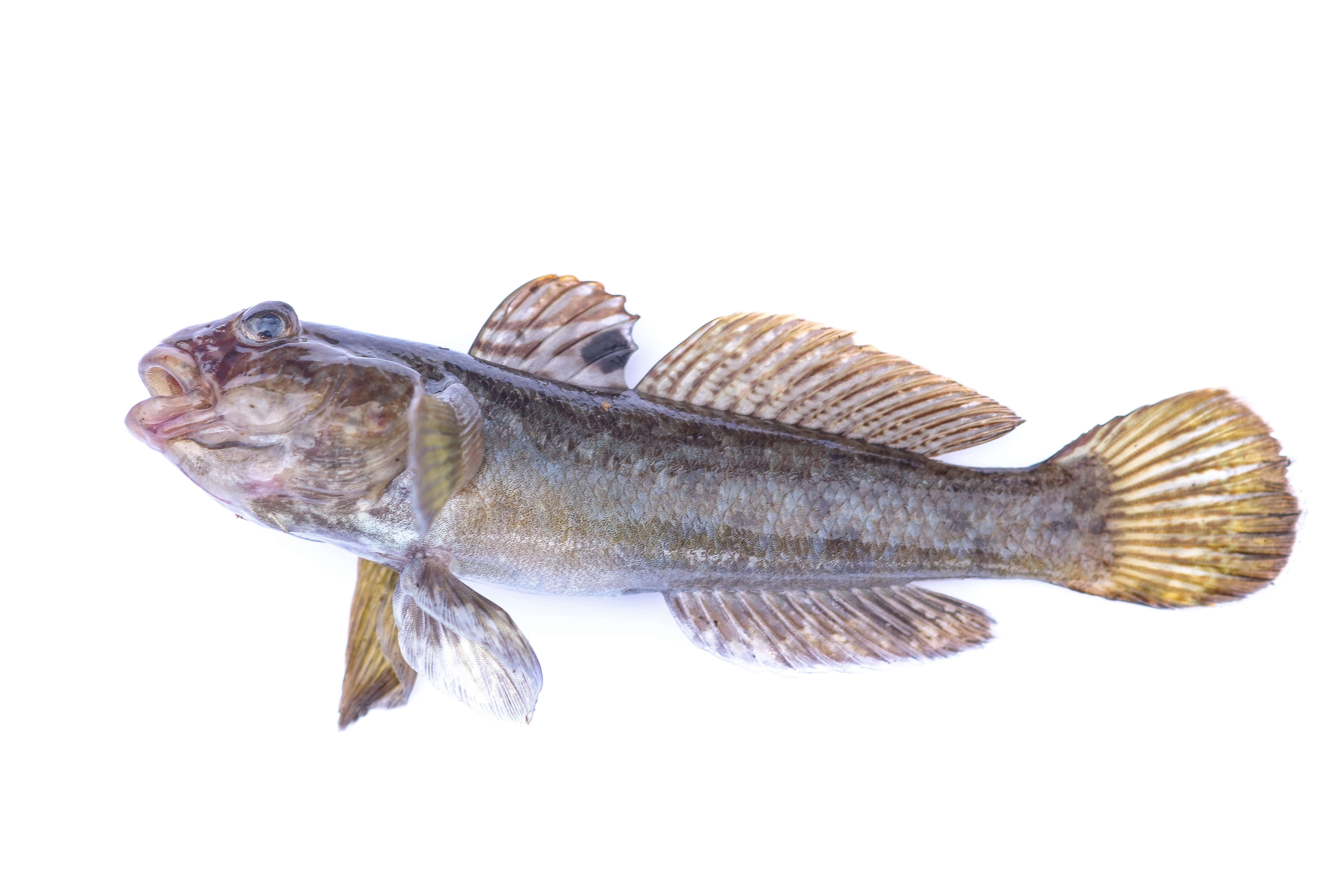 Image of Neogobius