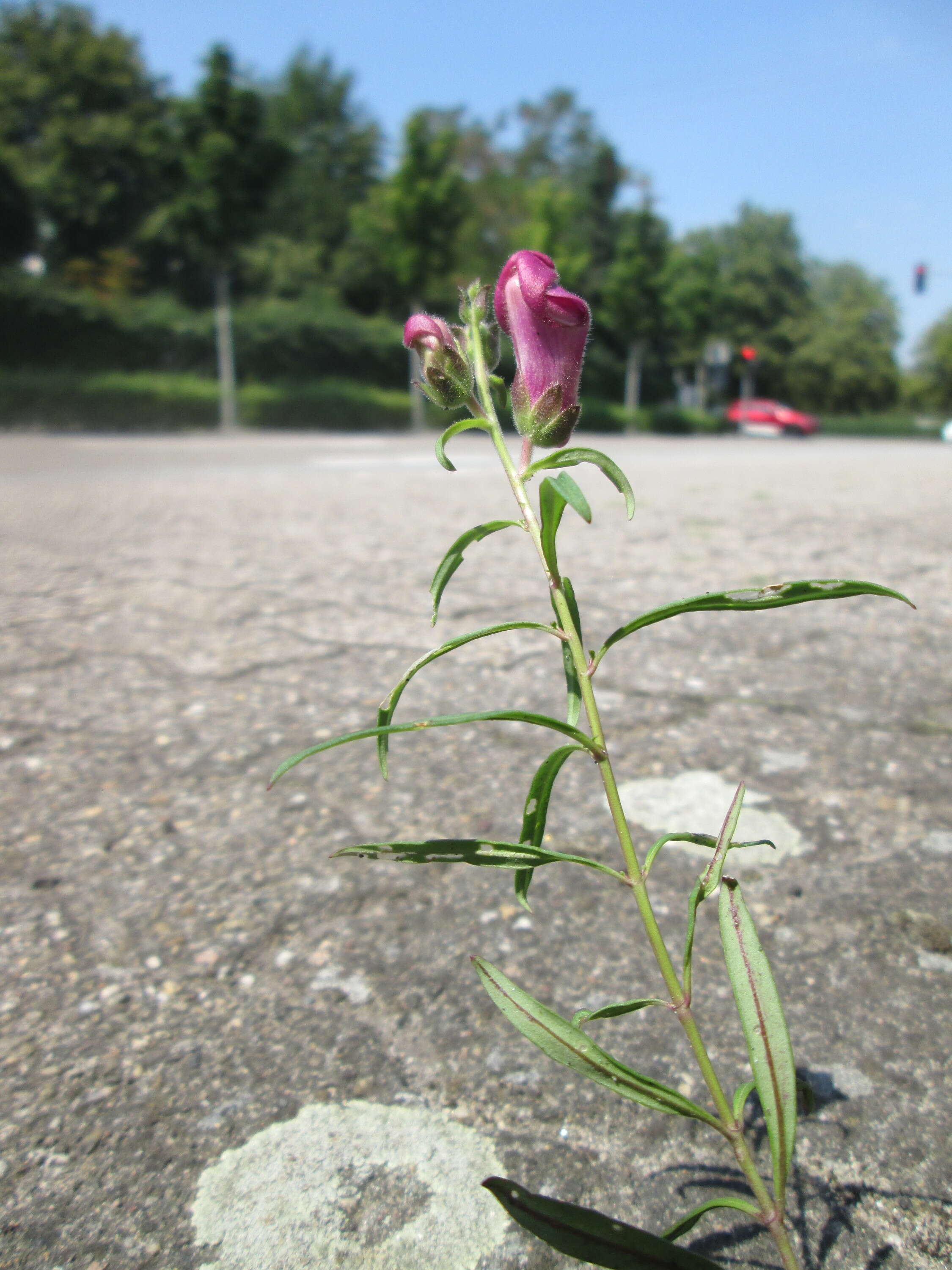 Image of garden snapdragon