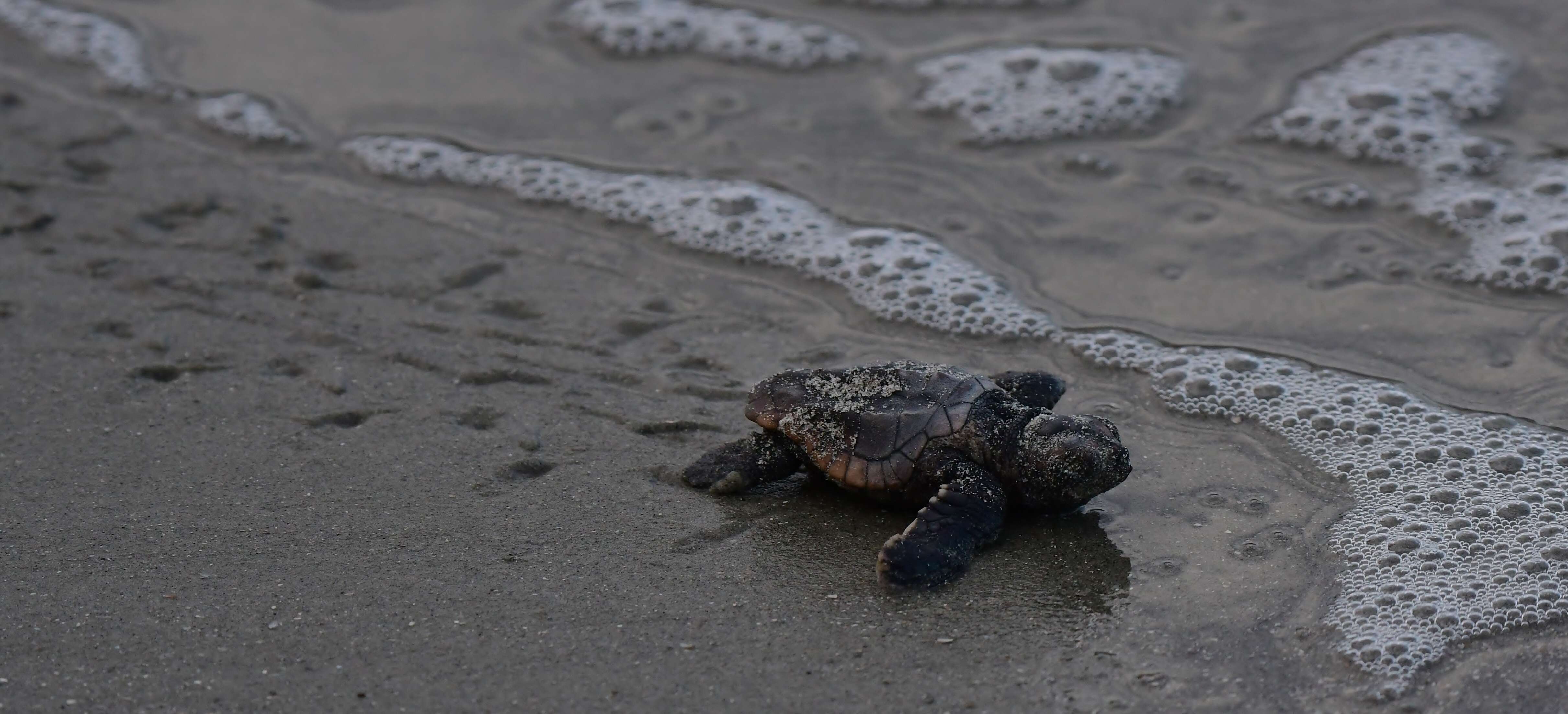 Image of Caretta