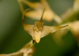 Image of Bulbophyllum flavescens (Blume) Lindl.