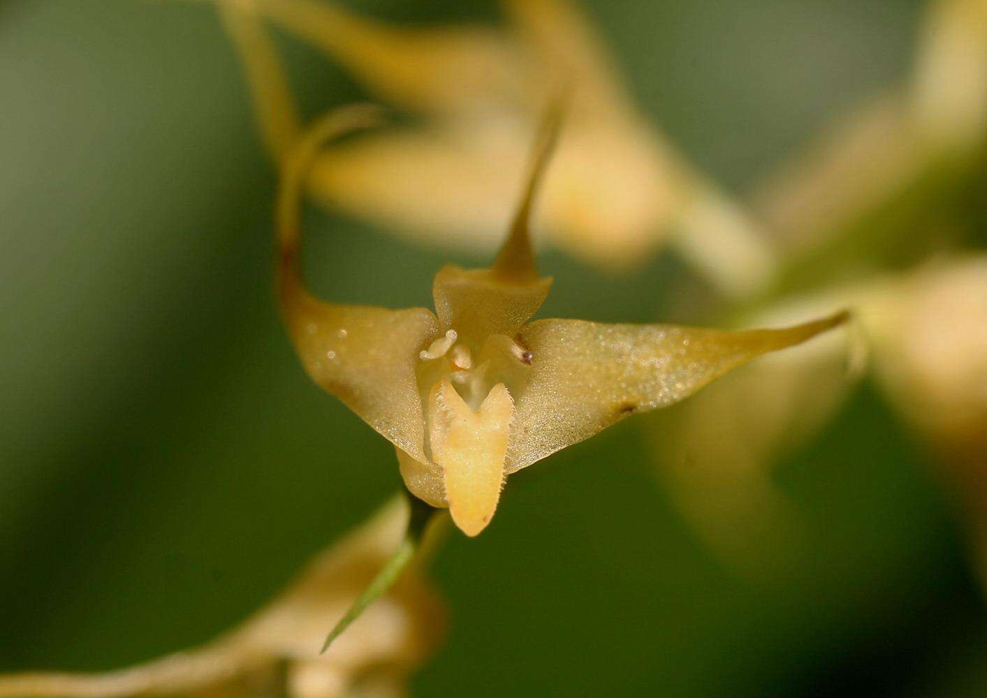 Слика од Bulbophyllum flavescens (Blume) Lindl.