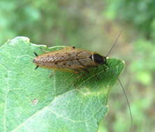 Image of dusky cockroach