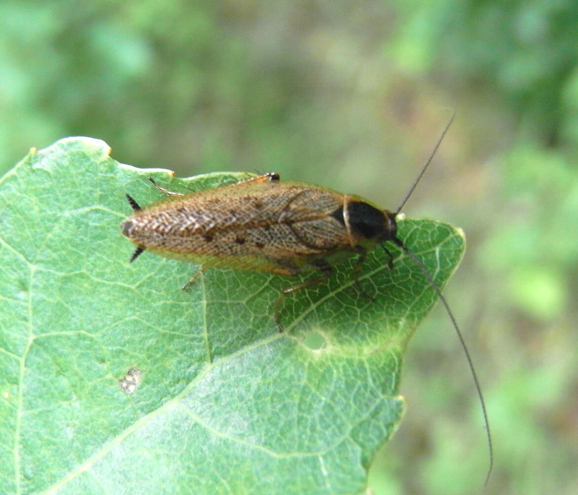 Image of dusky cockroach