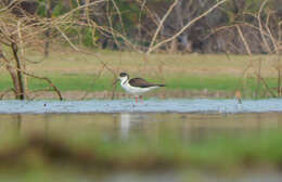 Image of Black-winged Stilt