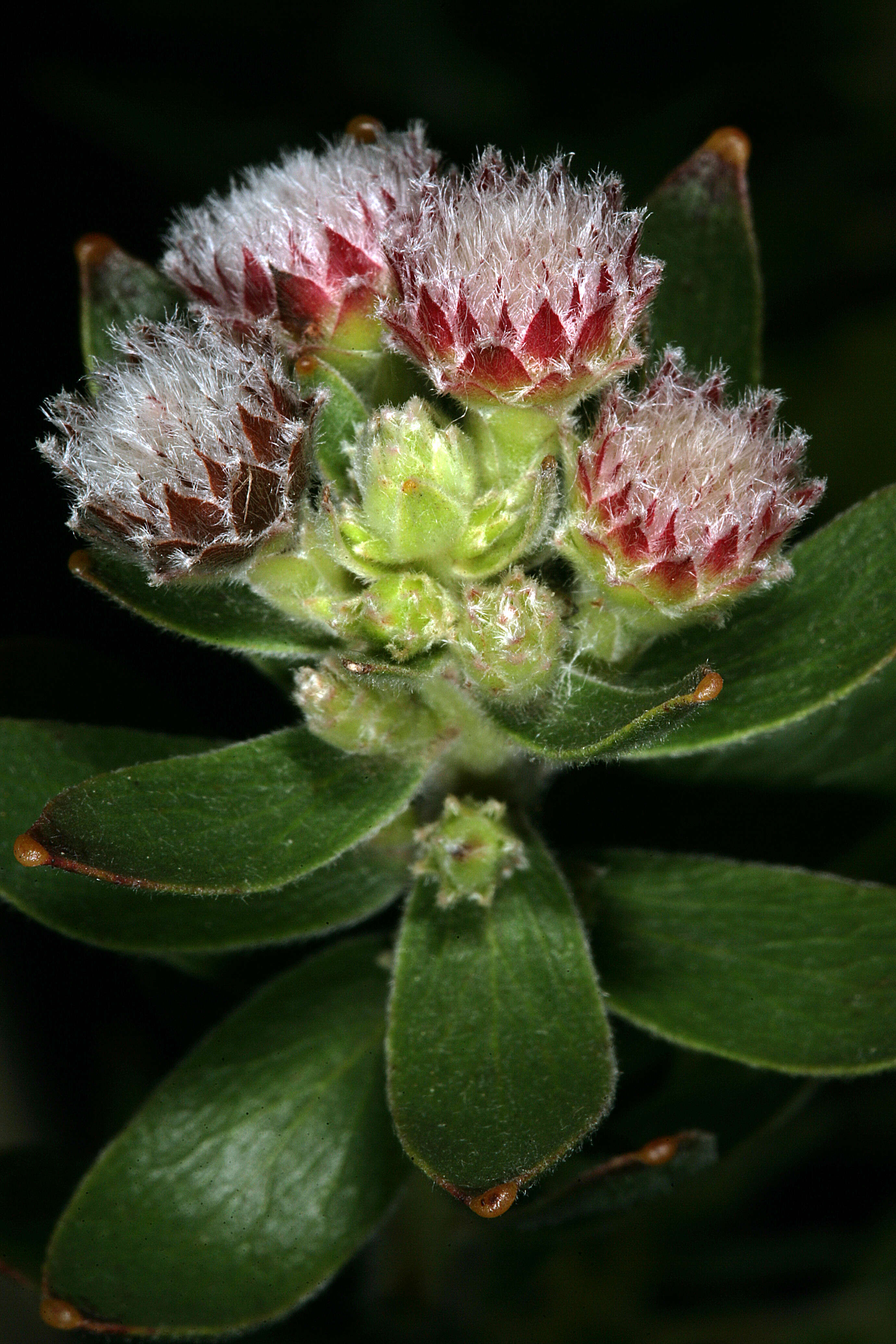 Image of Leucospermum bolusii Gand.