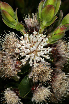 Image of Leucospermum bolusii Gand.