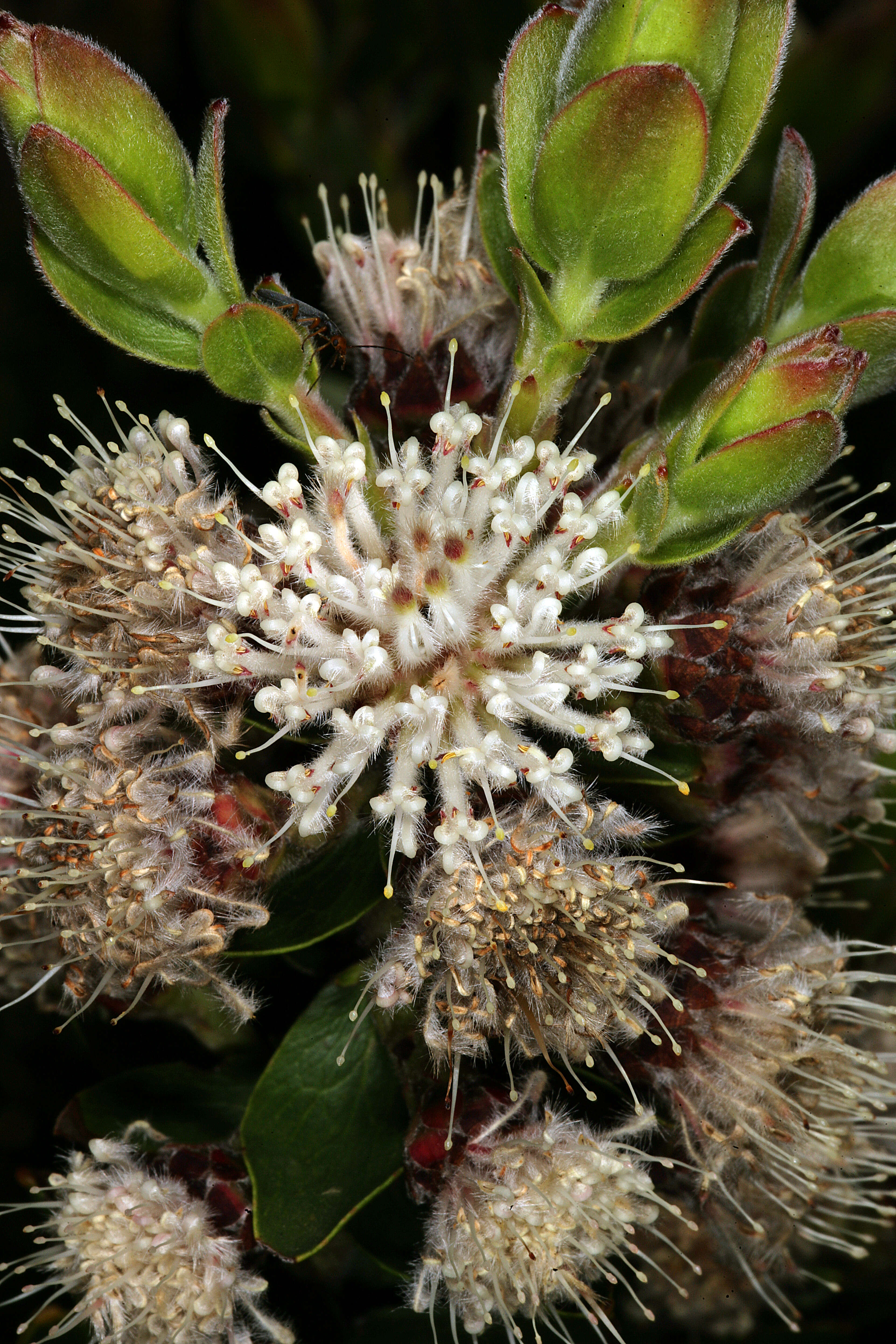 Image of Leucospermum bolusii Gand.