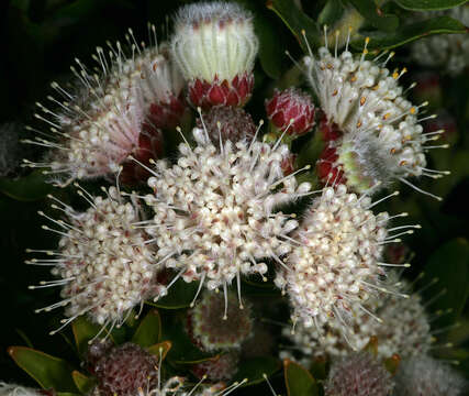 Image of Leucospermum bolusii Gand.