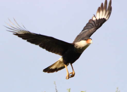 Image of Caracara Merrem 1826