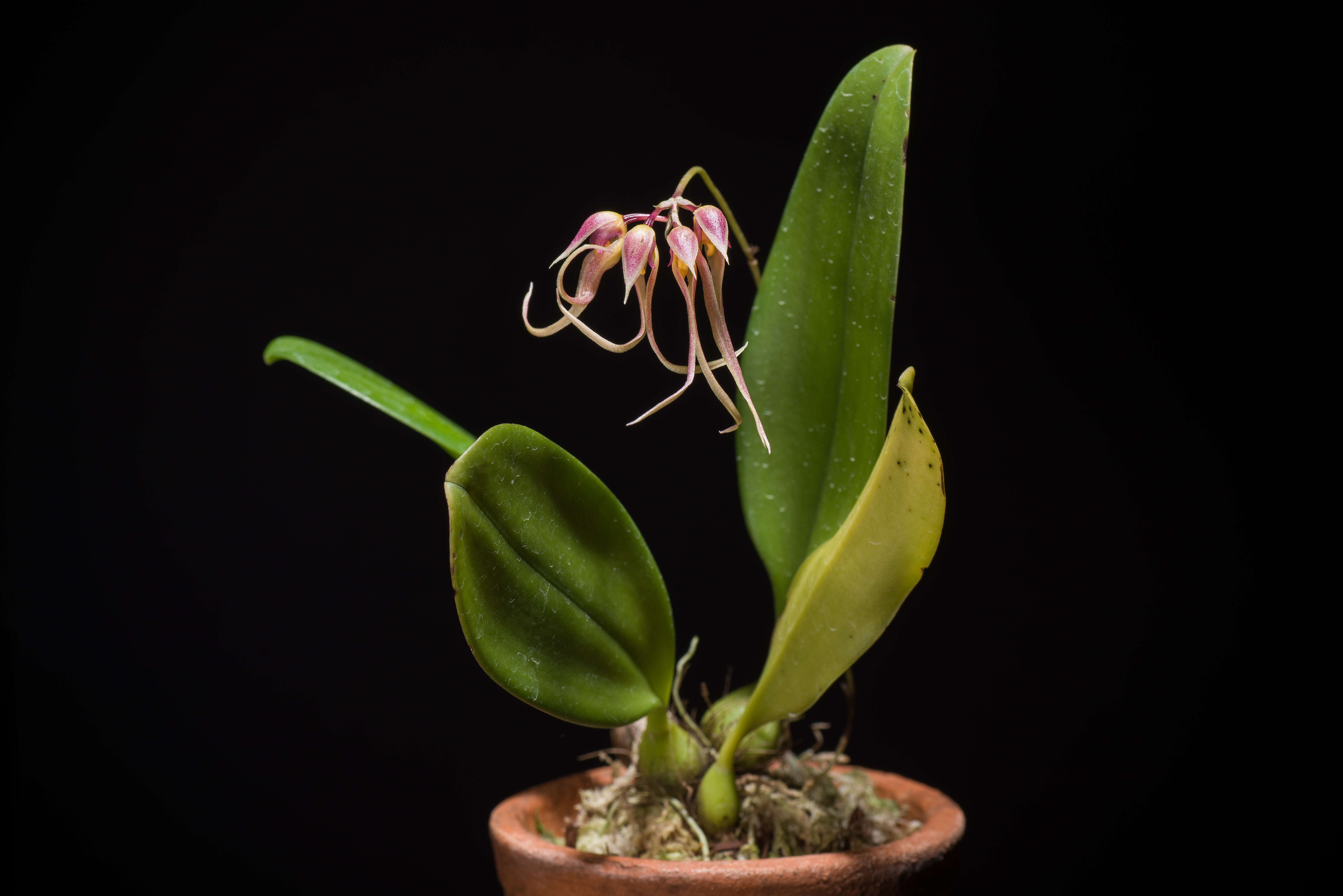 Imagem de Bulbophyllum macraei (Lindl.) Rchb. fil.