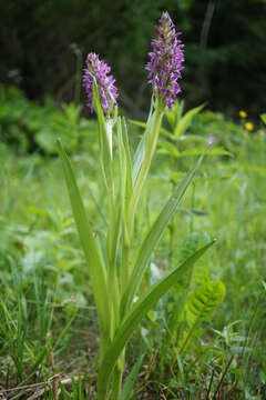 Dactylorhiza incarnata (L.) Soó resmi