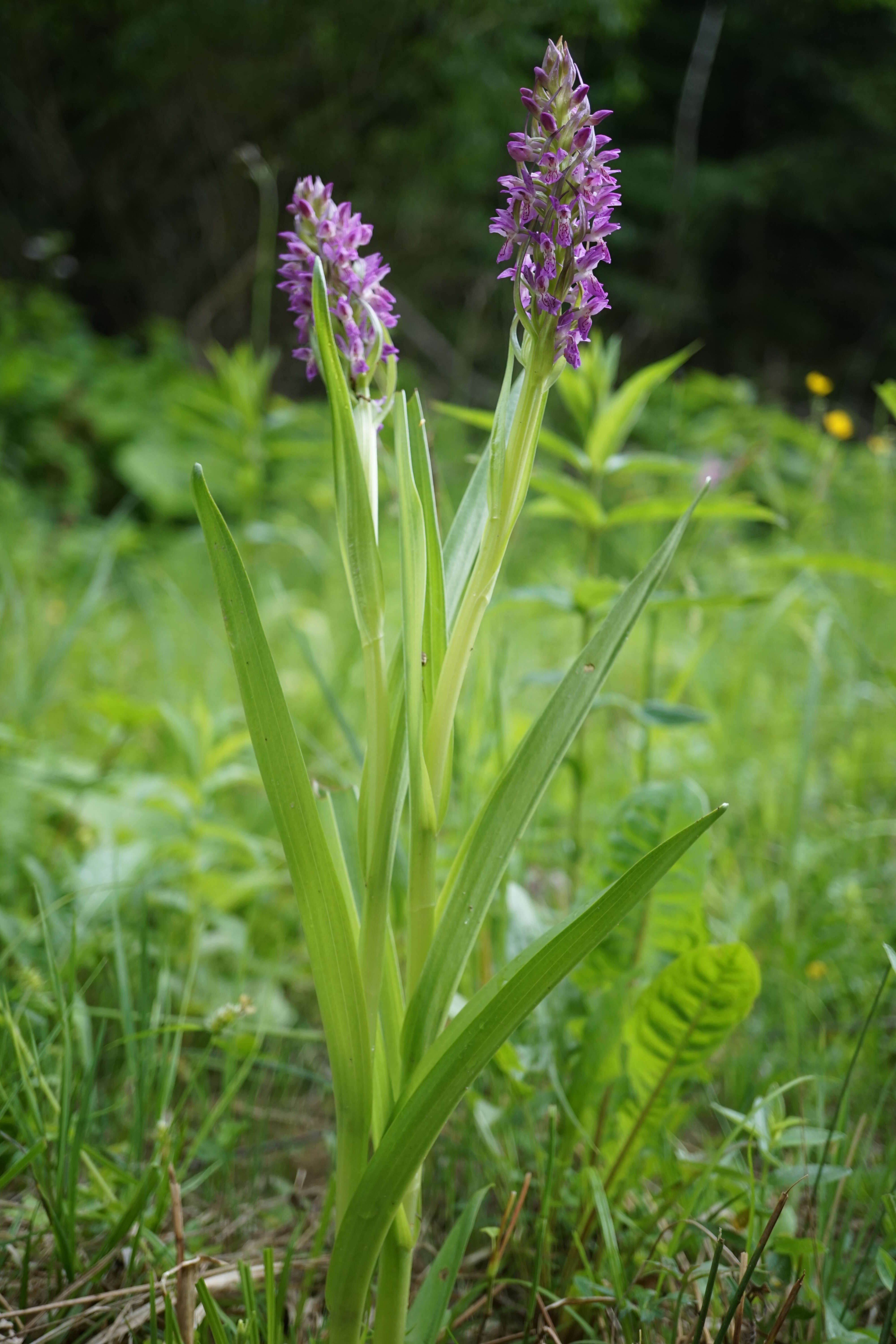 Dactylorhiza incarnata (L.) Soó resmi