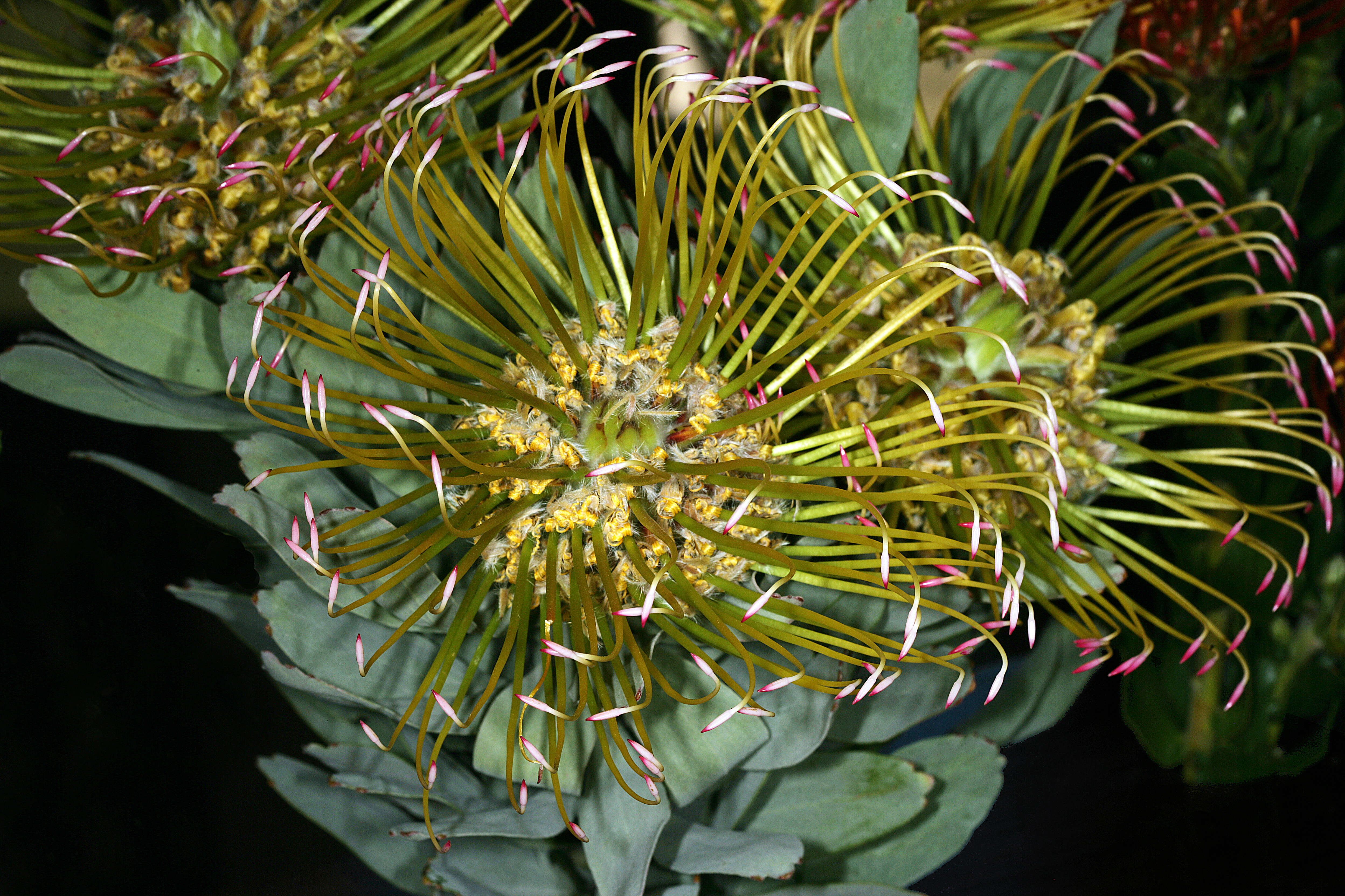 Image of Silver-leaf wheel pincushion