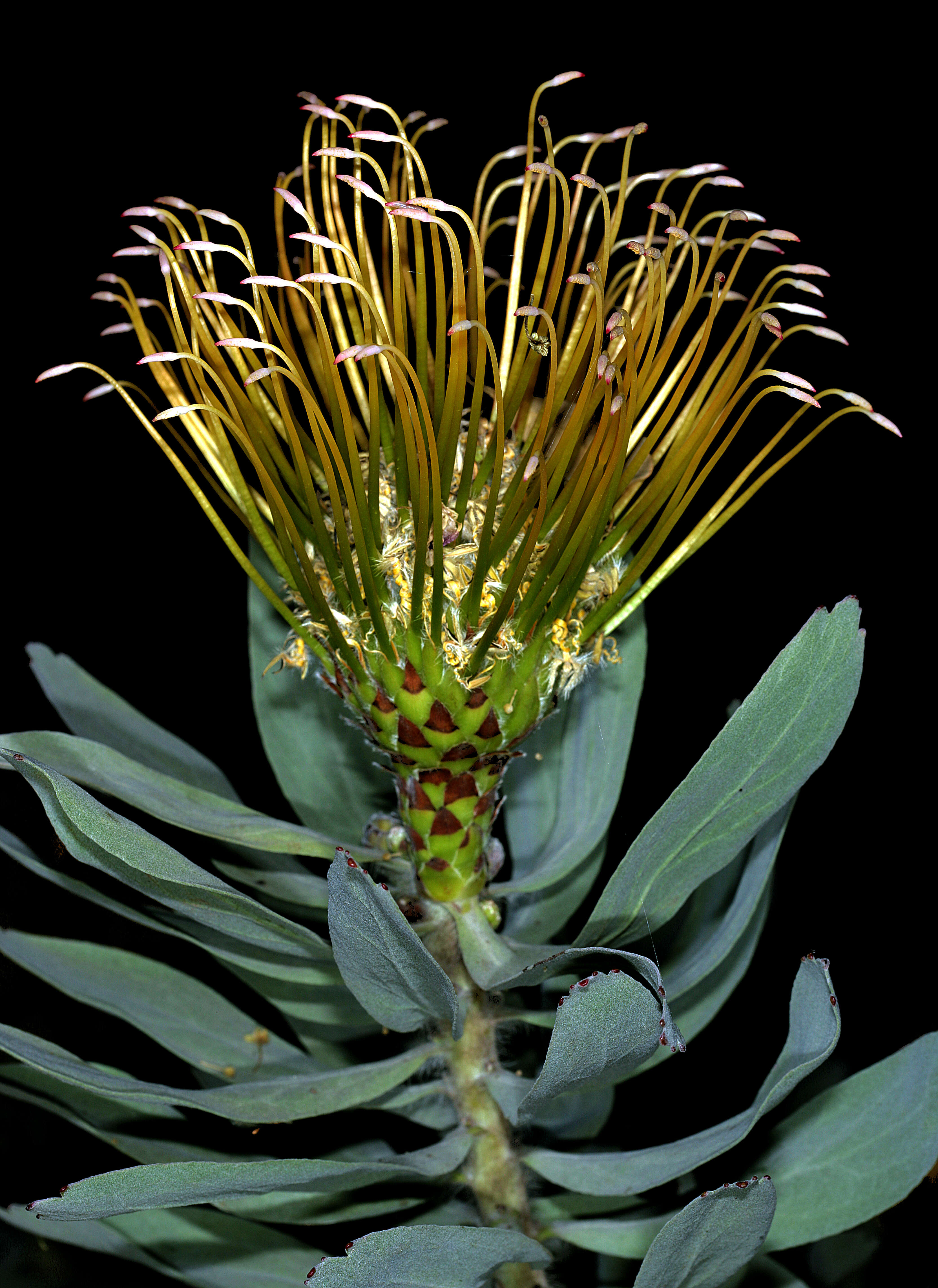 Image of Silver-leaf wheel pincushion