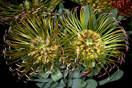 Plancia ëd Leucospermum formosum Knight ex Loud.