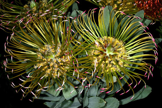 Plancia ëd Leucospermum formosum Knight ex Loud.