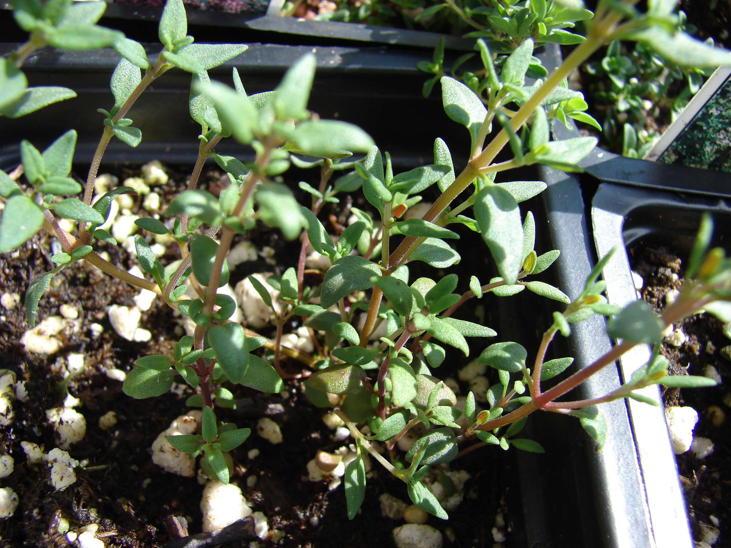 Image of Common Thyme