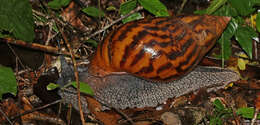 Image of giant Ghana tiger snail