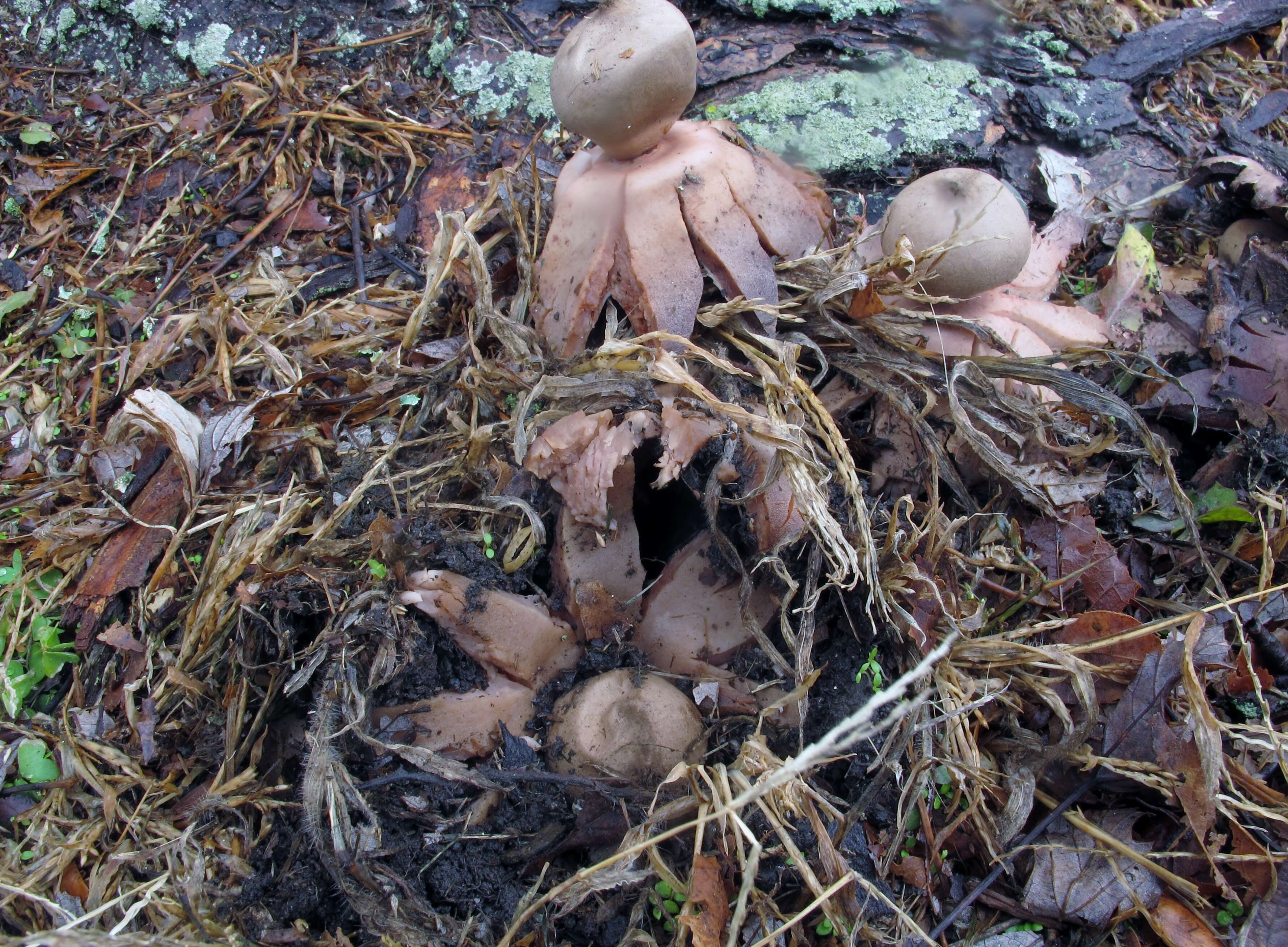 Image of Red-brown Earthstar