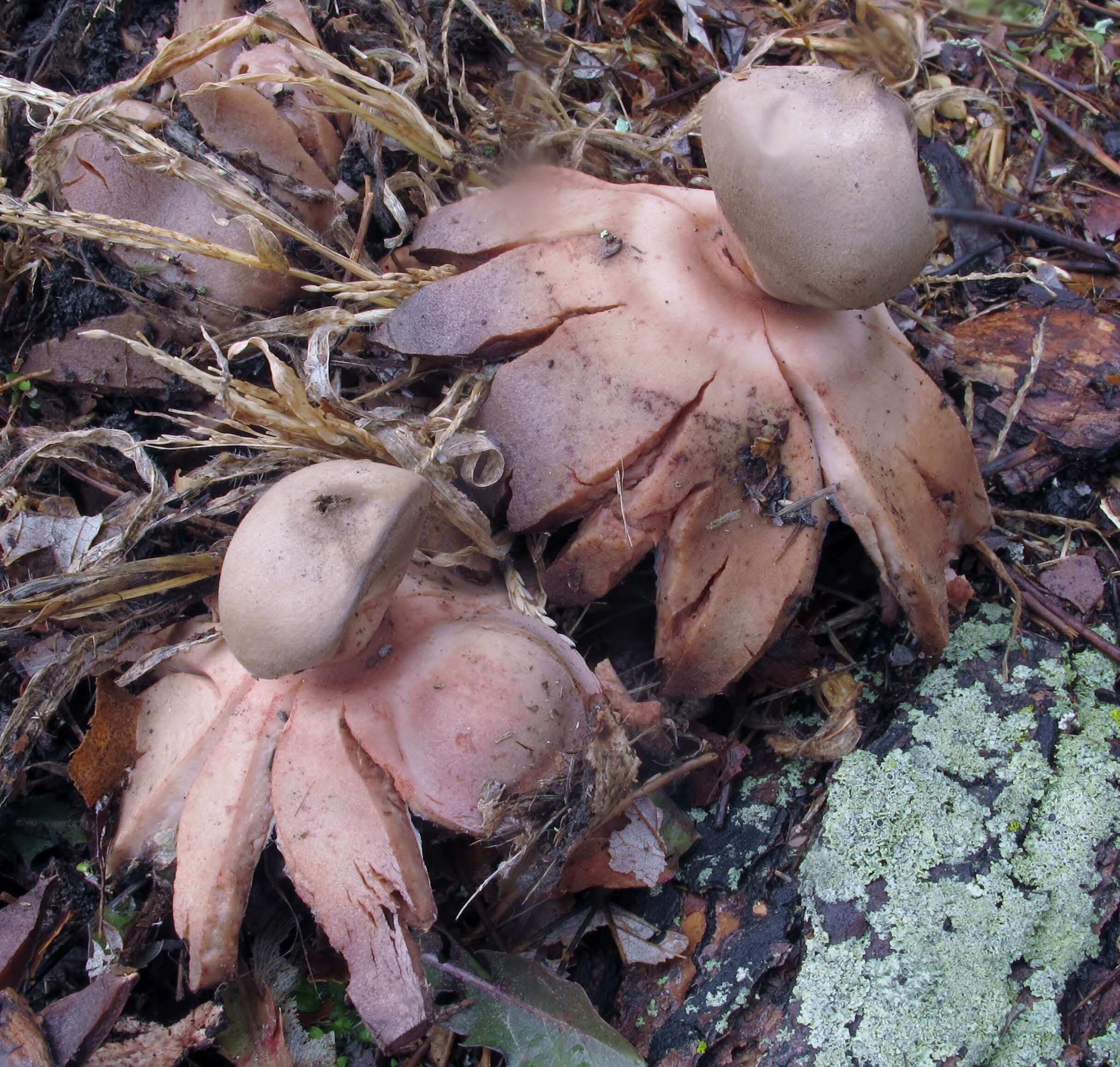 Image of Red-brown Earthstar