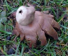 Image of Red-brown Earthstar