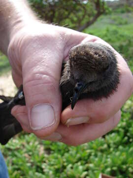 Image of Leach's Storm Petrel