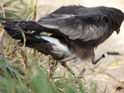 Image of Leach's Storm Petrel